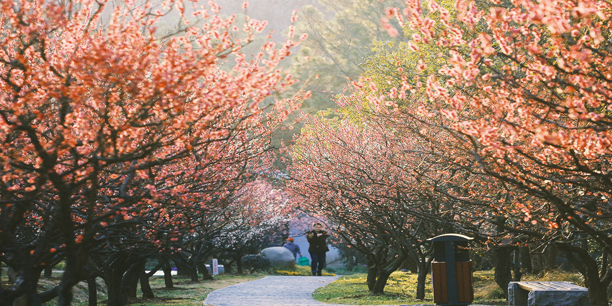 【67】南京中山陵梅花山-2.jpg